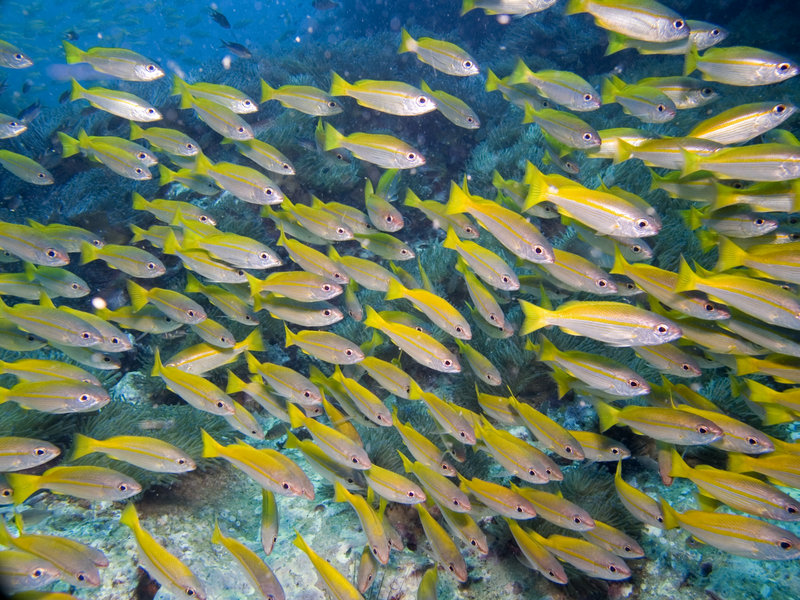Fish, Southwest Pinnacle